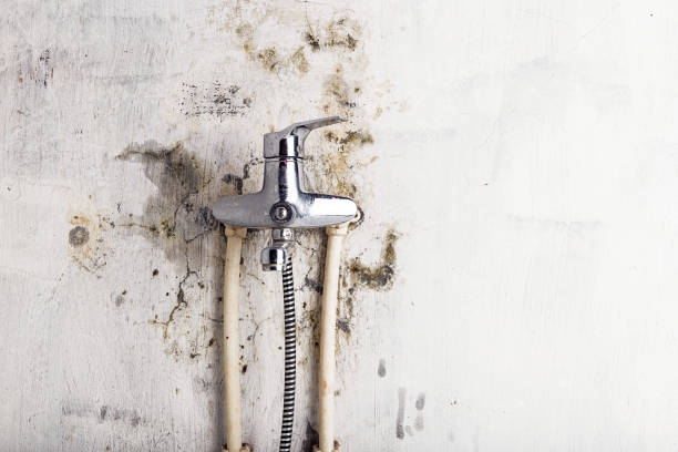 Best Toxic Mold Removal  in New Brighton, PA