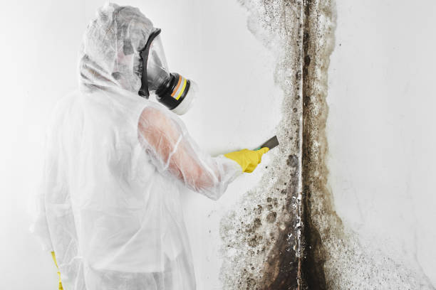 Best Residential Mold Removal  in New Brighton, PA