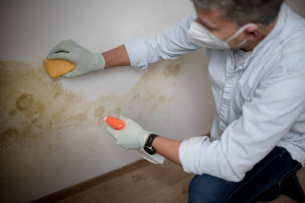 Best Water Damage Restoration  in New Brighton, PA