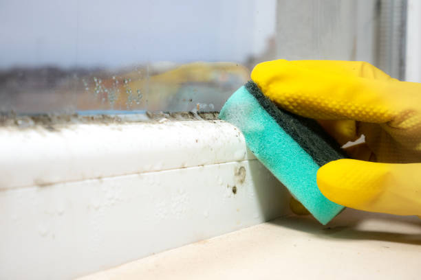 Best Local Mold Removal Service  in New Brighton, PA