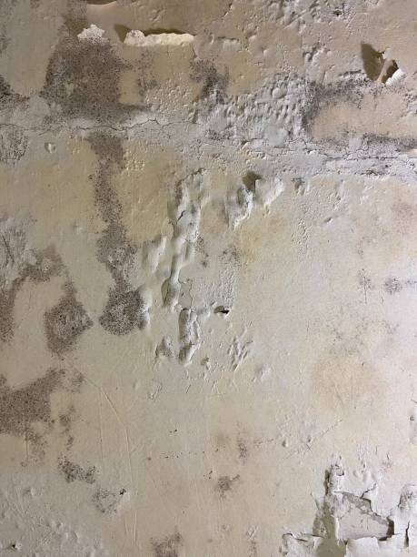 Best Attic Mold Removal  in New Brighton, PA