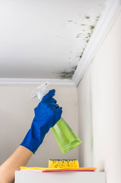 Professional Mold Removal in New Brighton, PA