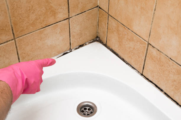 Best Best Mold Removal Companies  in New Brighton, PA